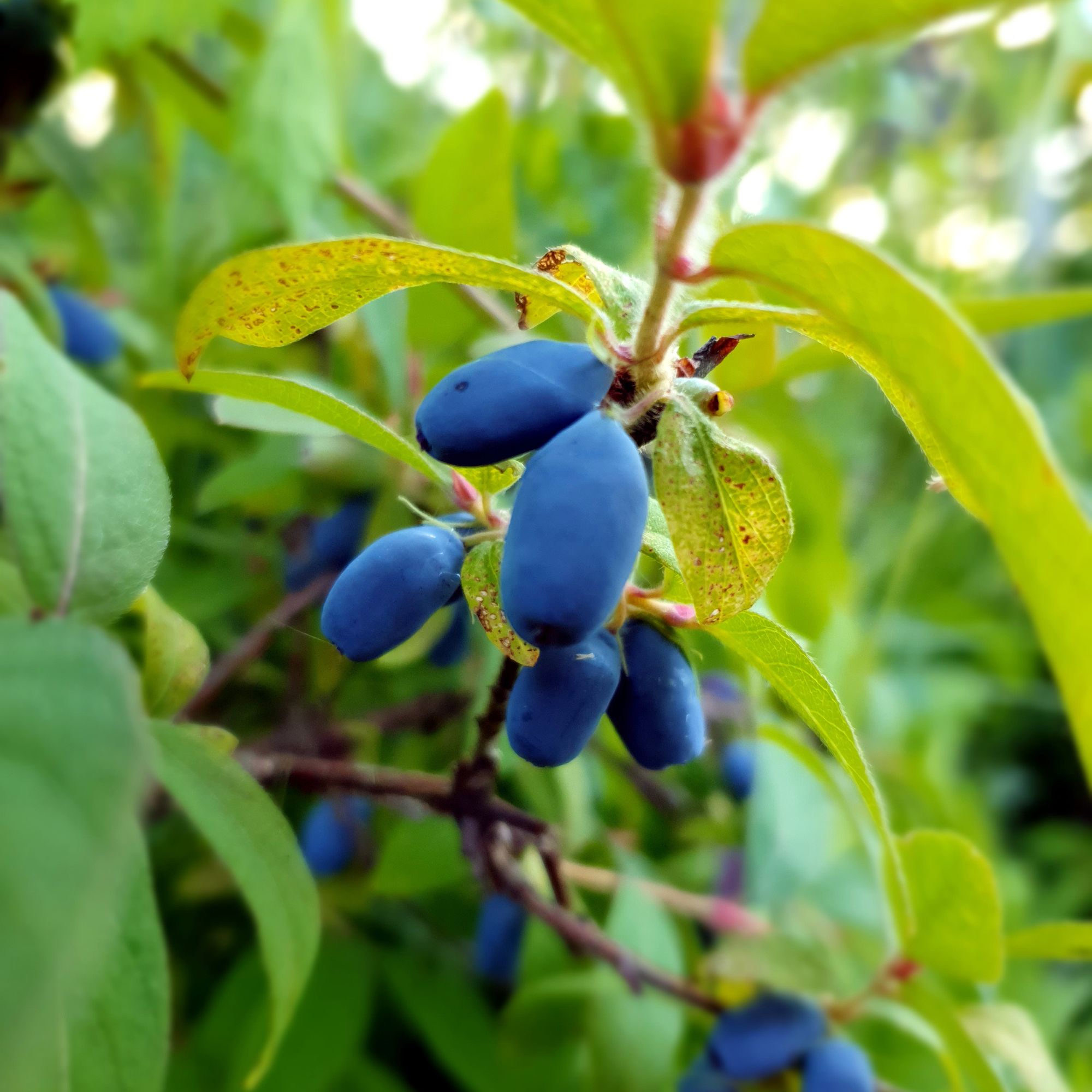Honeyberries growing on honeyberry plant in garden