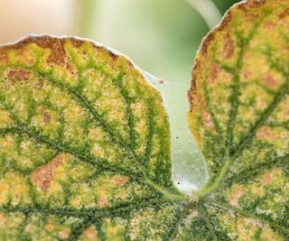 Spider mite webs between two yellowing leaves