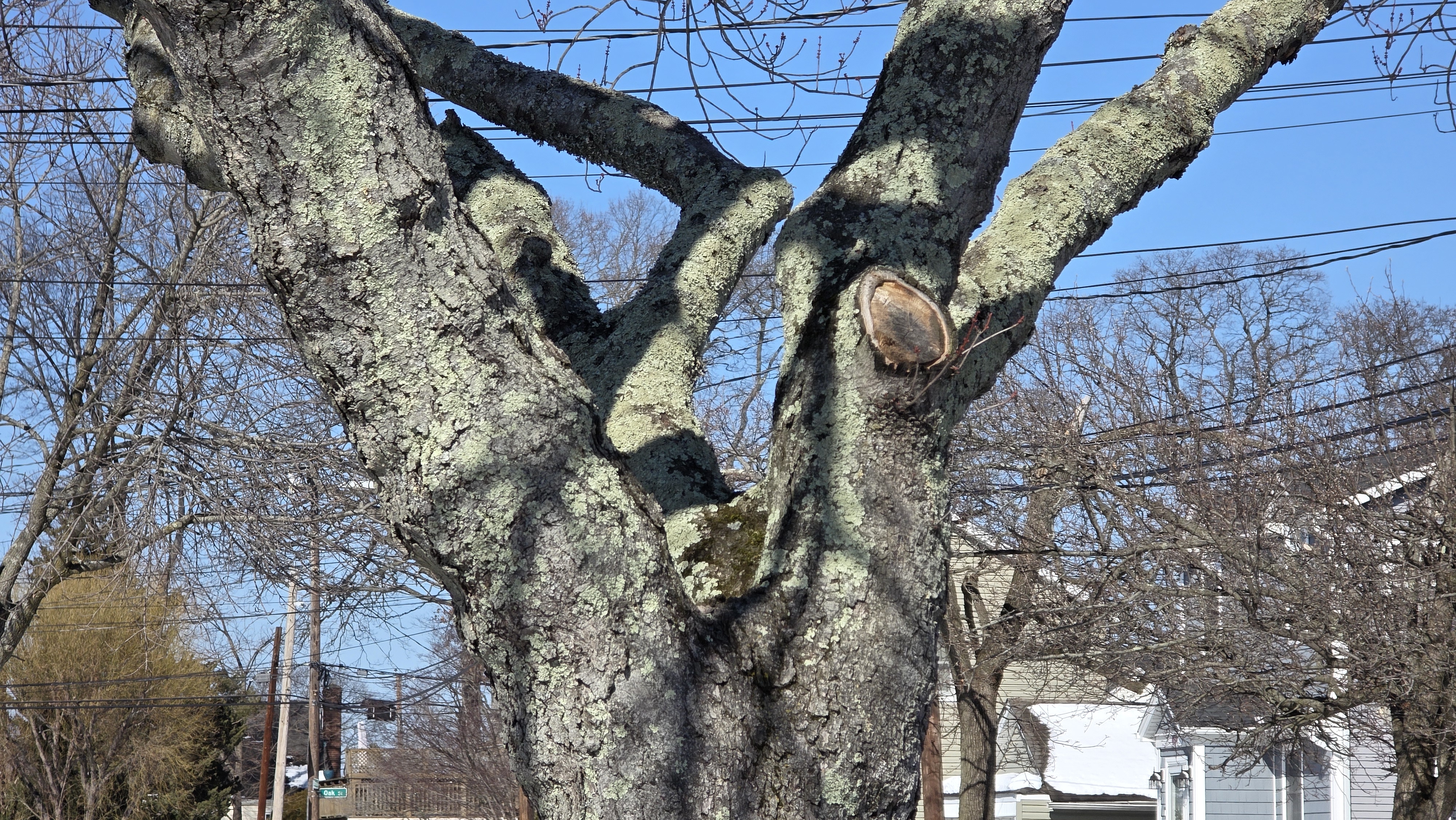 Samsung Galaxy S25 Ultra camera samples