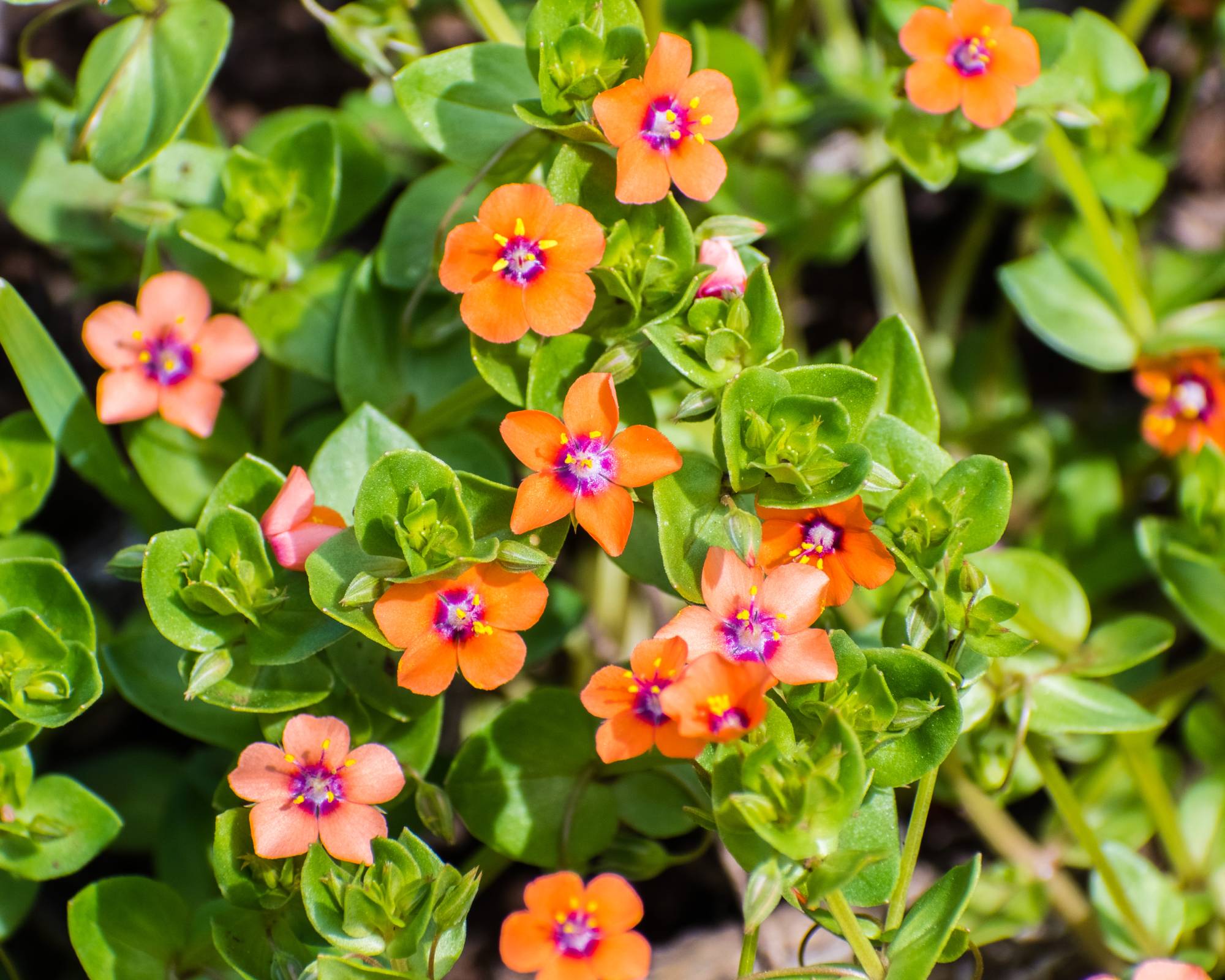 Little orange flowers of scarlet pimpernel