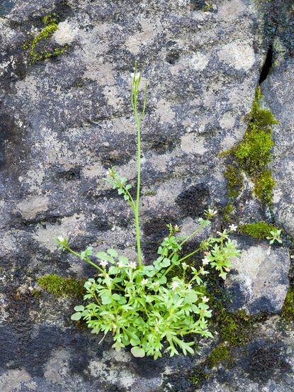 Patch Of Hairy Bittercress Weed On Rock