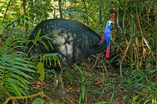 The modern cassowary bird (Casuarius unappendiculatus) is native to Australia and New Guinea.