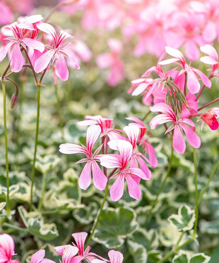 How to deadhead geraniums in pots and hanging baskets simple tips for