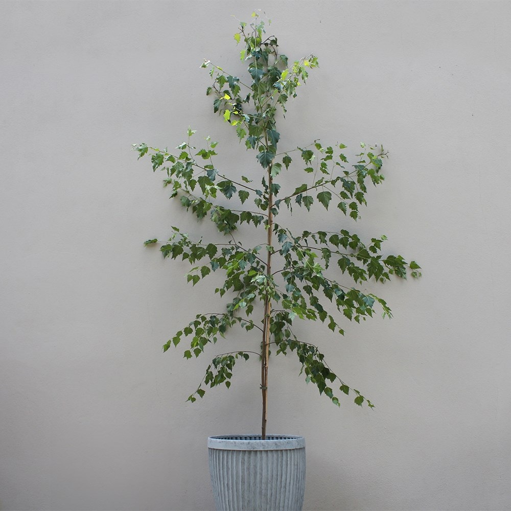 Betula Pendula