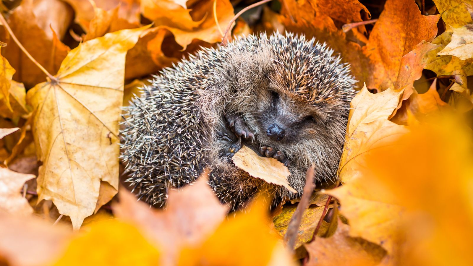 Clearing your garden for winter? Be careful - harming this protected animal could land you with an unlimited fine
