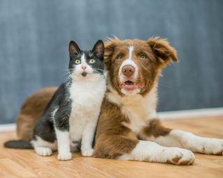 Dog and cat against blue background