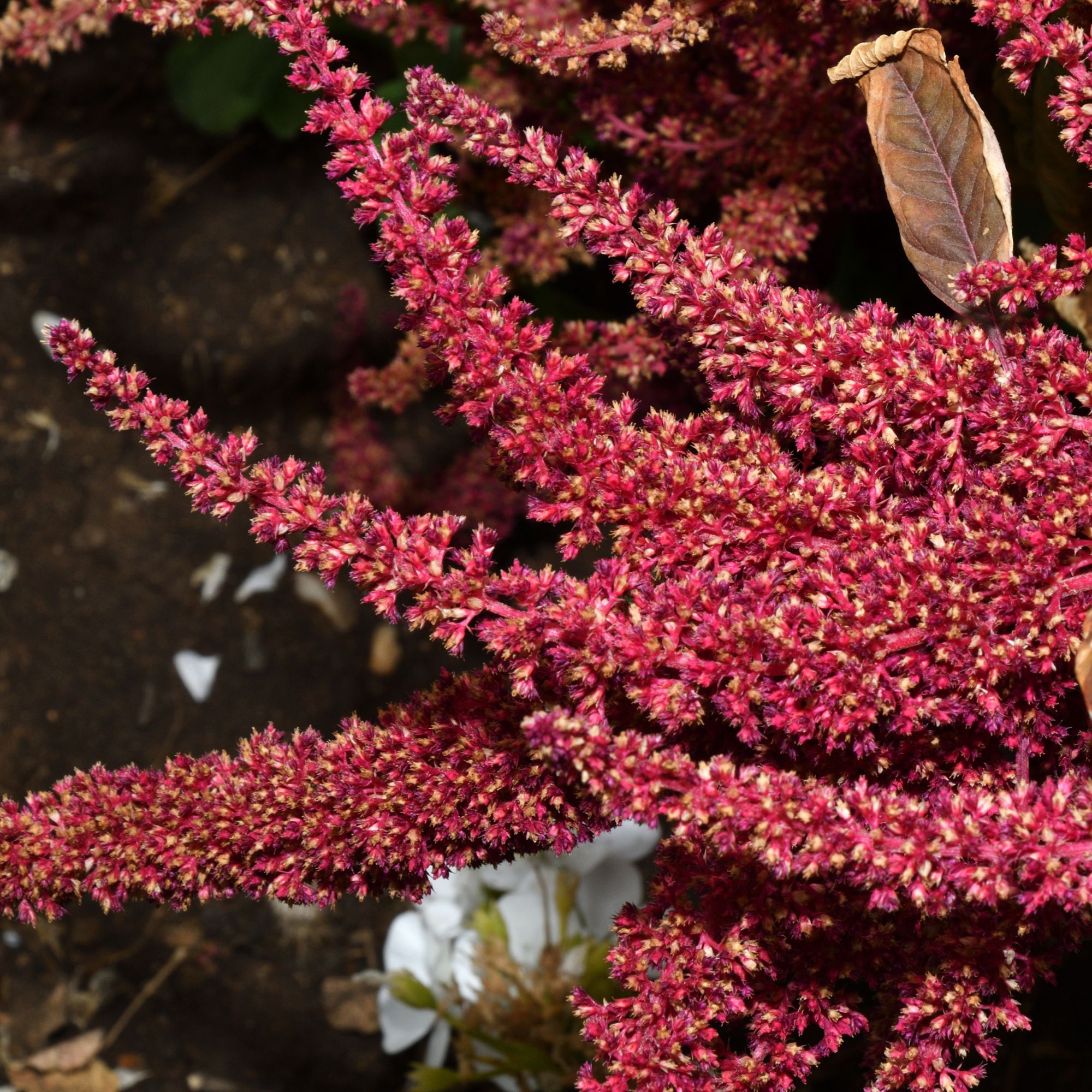 Amaranth plant growing in garden