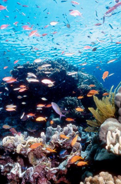 The Great Barrier Reef in Australia