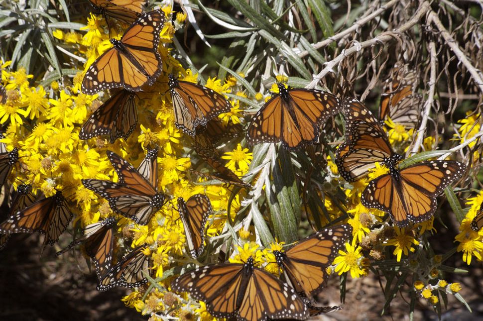 Video Monarch Butterfly Migration, Seen from Space Live Science