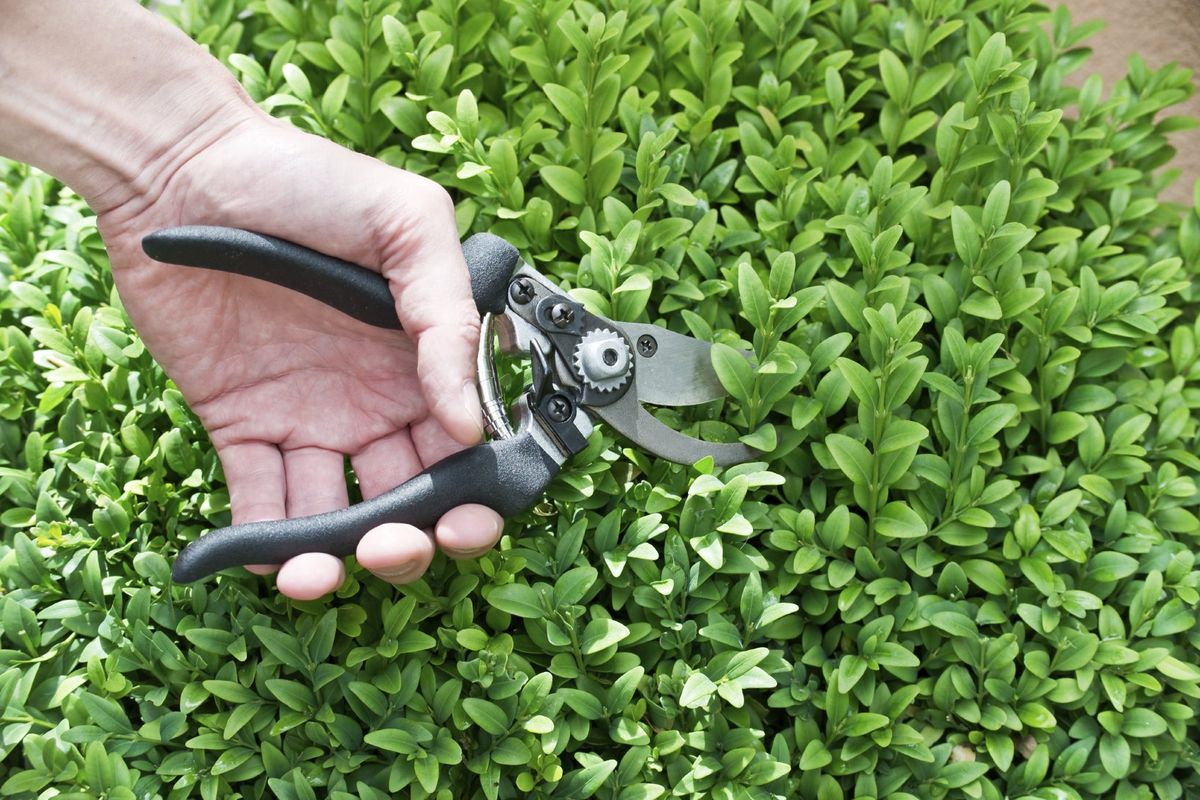 Holly Pruning: Find Out How To Trim A Holly Bush | Gardening Know How