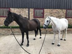 Horses in movies: Geymnent and Rusty have many film credits to their name