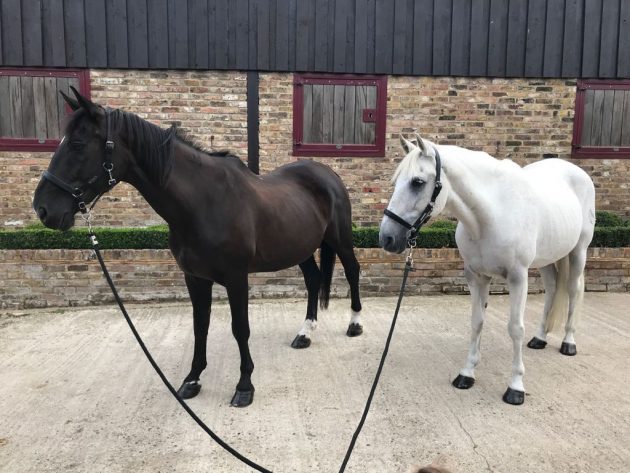 Horses in movies: Geymnent and Rusty have many film credits to their name