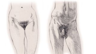 how to draw hips, bottom and genitalia 