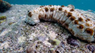 Sea cucumber