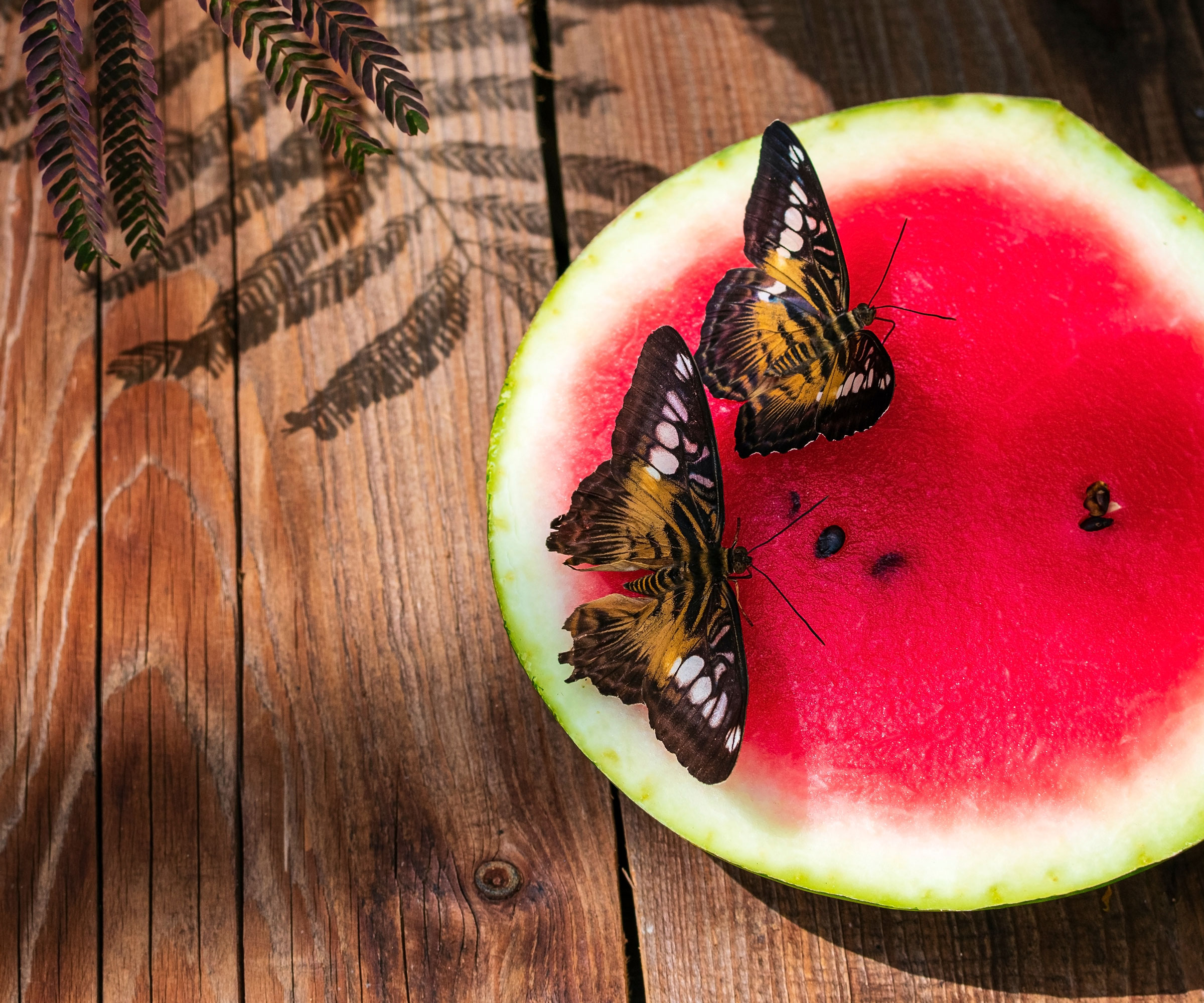 butterflies feeding on juicy melon half sitting on wooden table in shady part of garden