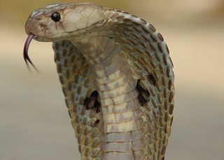 Indian Spectacled Cobra, Naja Naja Family, one of India's venomous snakes.