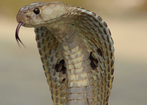 Indian Spectacled Cobra, Naja Naja Family, one of India&#039;s venomous snakes.