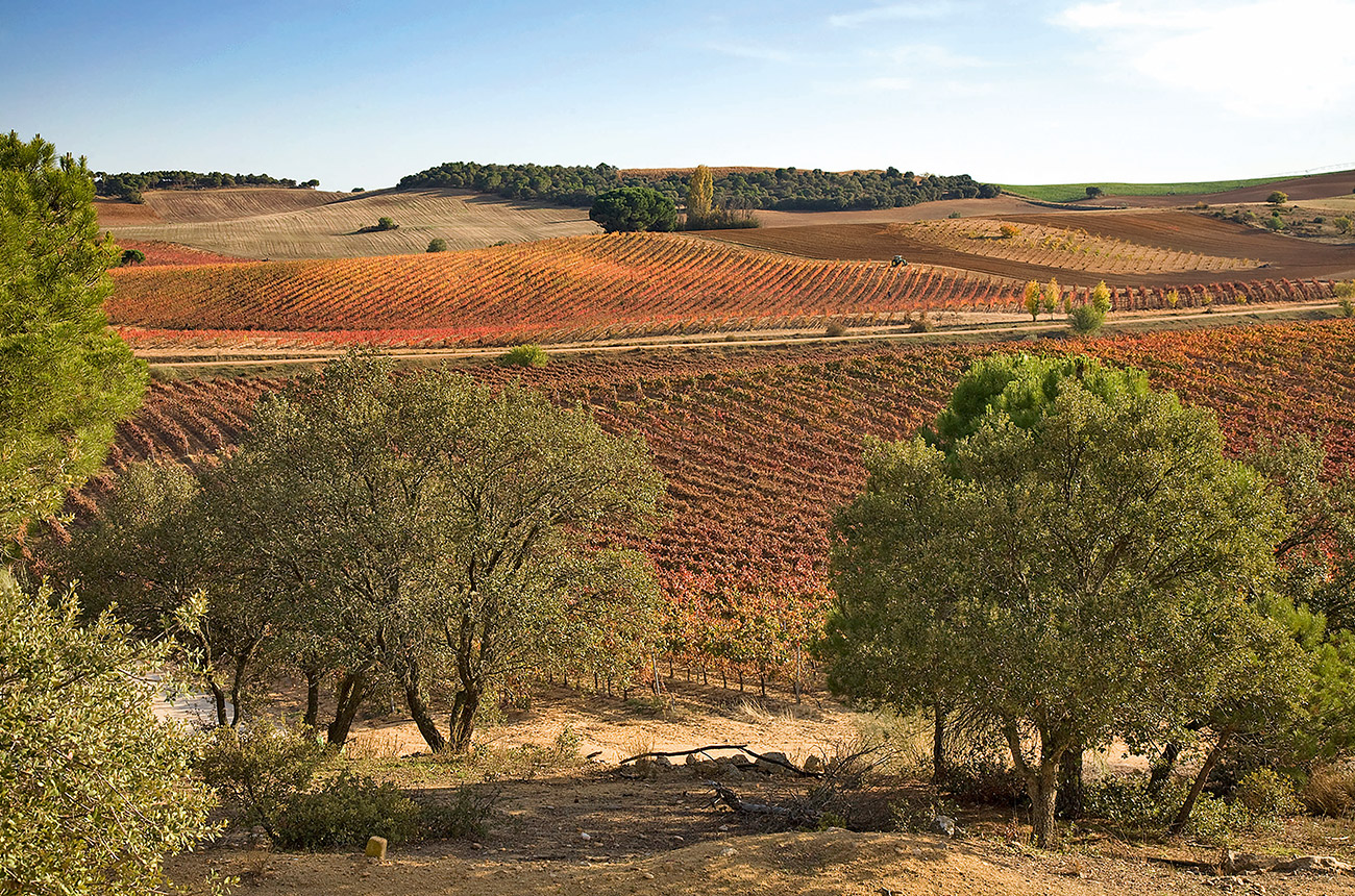 Toro vineyards