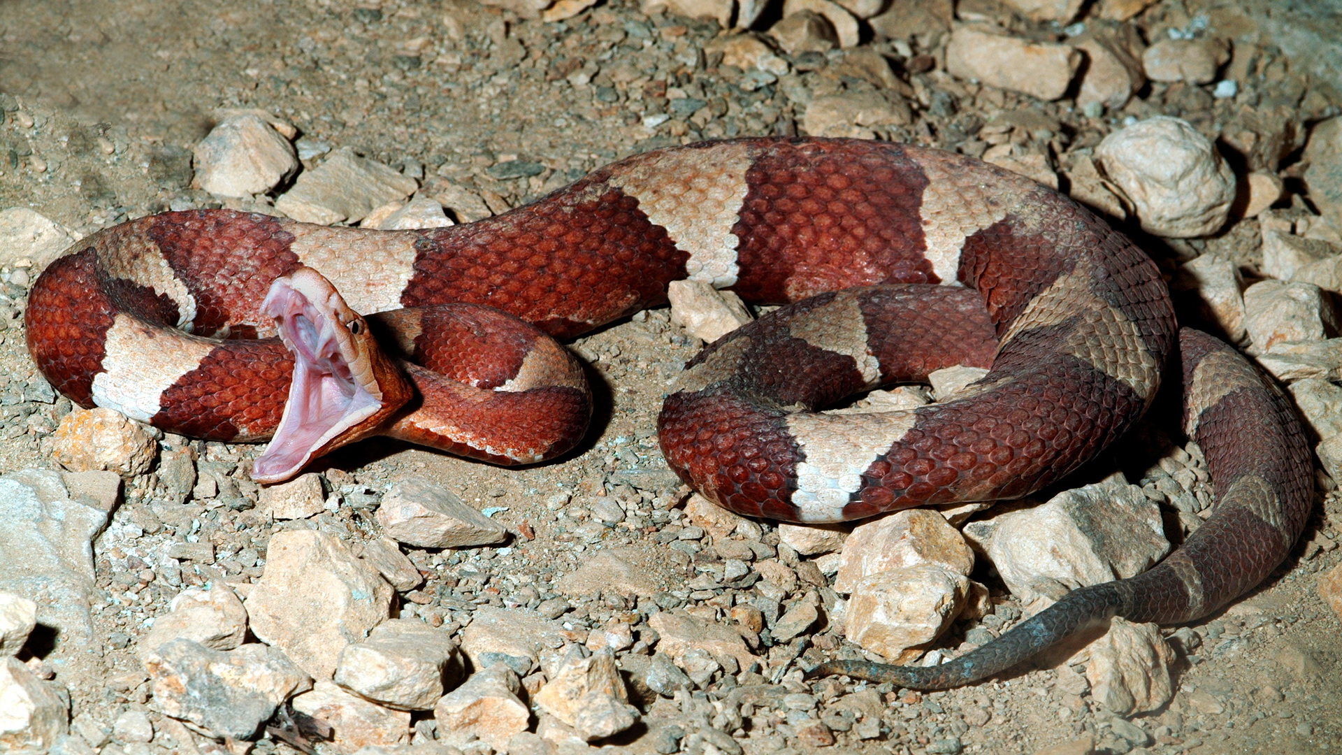 Unlike most venomous snakes, copperheads give no warning signs and strike almost immediately if they feel threatened.