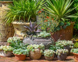 An arrangement of Terracotta pots in an English garden, planted with succulent plants