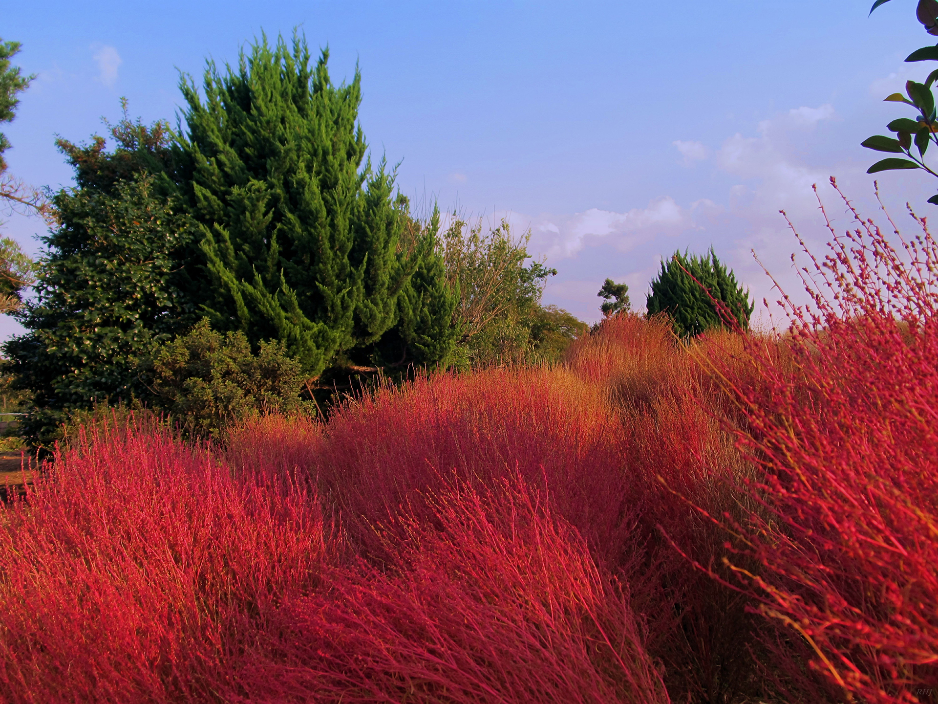 red twig dogwood hedge