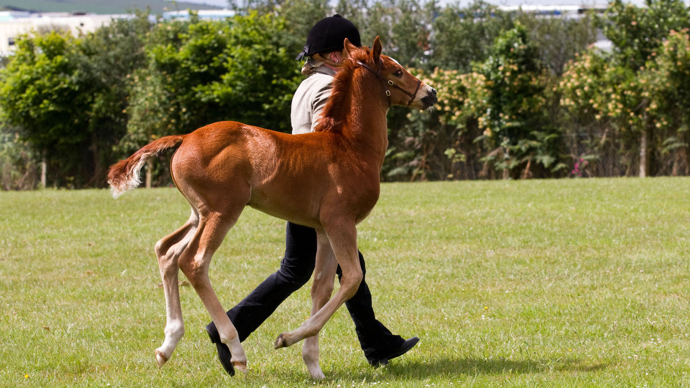 Leading a bouncy foal is an important part of preparing mares and foals for the show ring