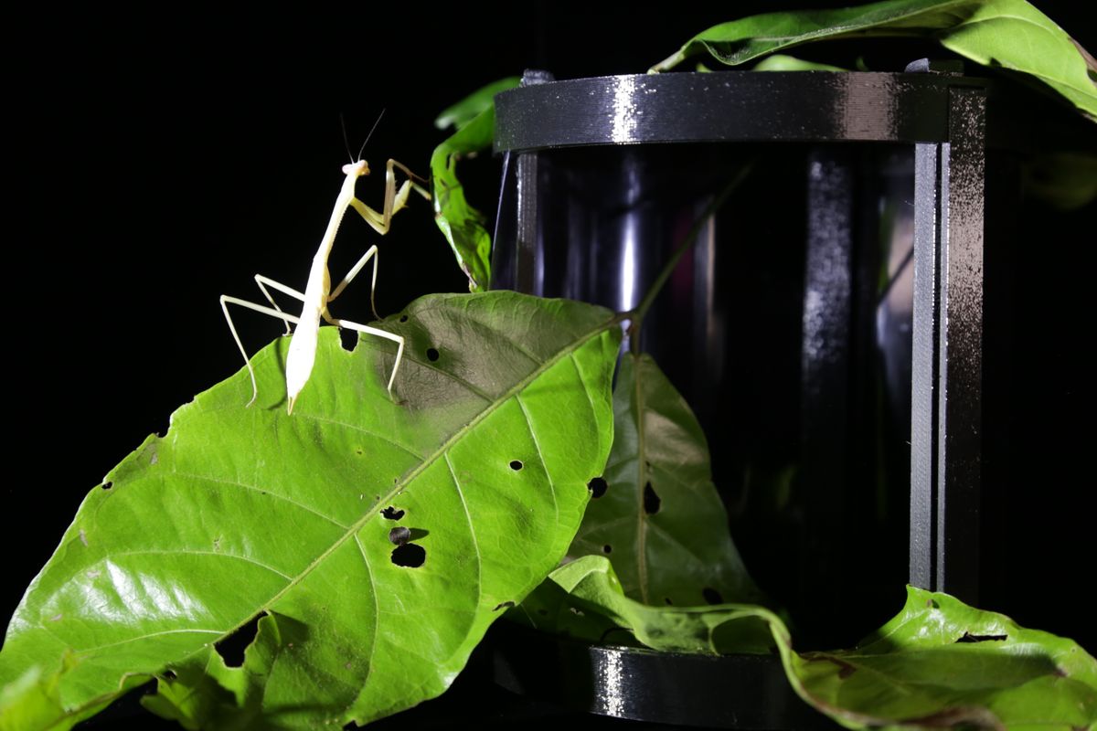 Exopack by Sabine Marcelis helps scientists study insects - Vimarsana News