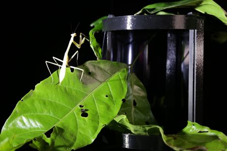 Deep Exopack by Sabine Marcelis: mantis-like insect seen on leaf beside equipment