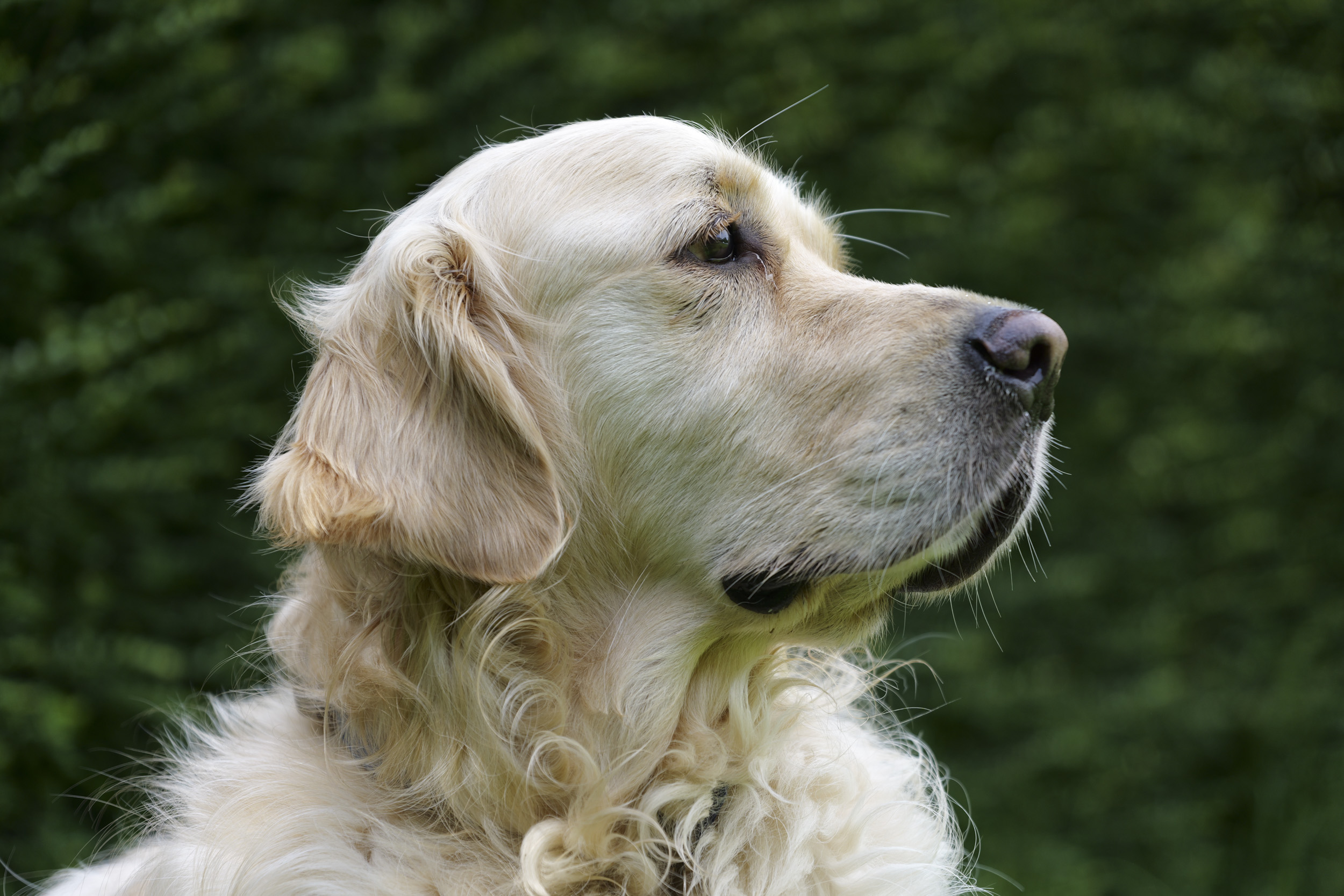 Panasonic Lumix S1 II sample gallery: golden retriever portrait, in bright light