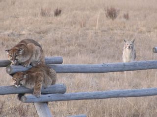 Cougar versus coyote in Wyoming's National Elk Refuge