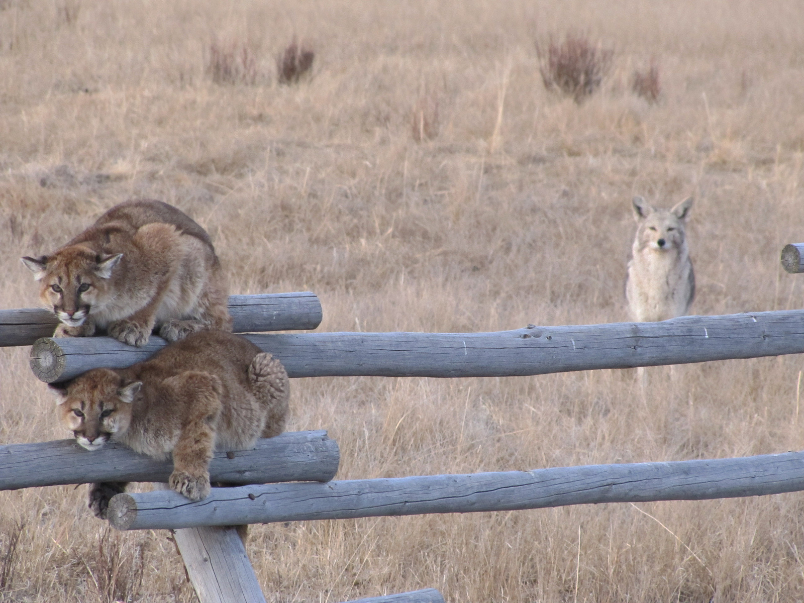 Photos Coyotes Stalking Mountain Lions Wildlife Photos Live Science