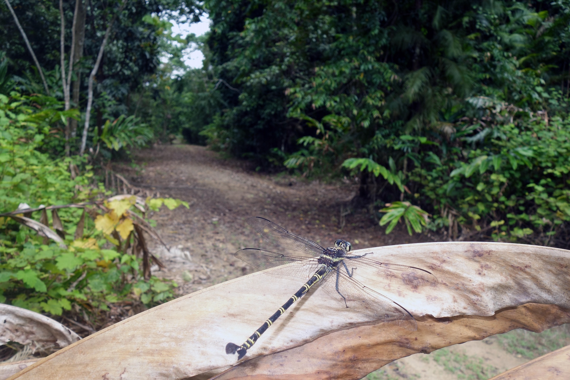 a dragonfly rests on a a large leaf in the forest