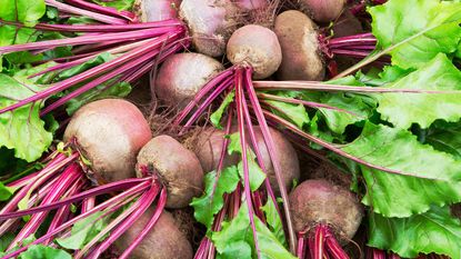beetroot growing mistakes: healthy beets at harvest