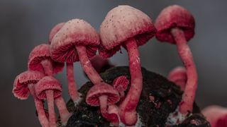 pink mushrooms growing together