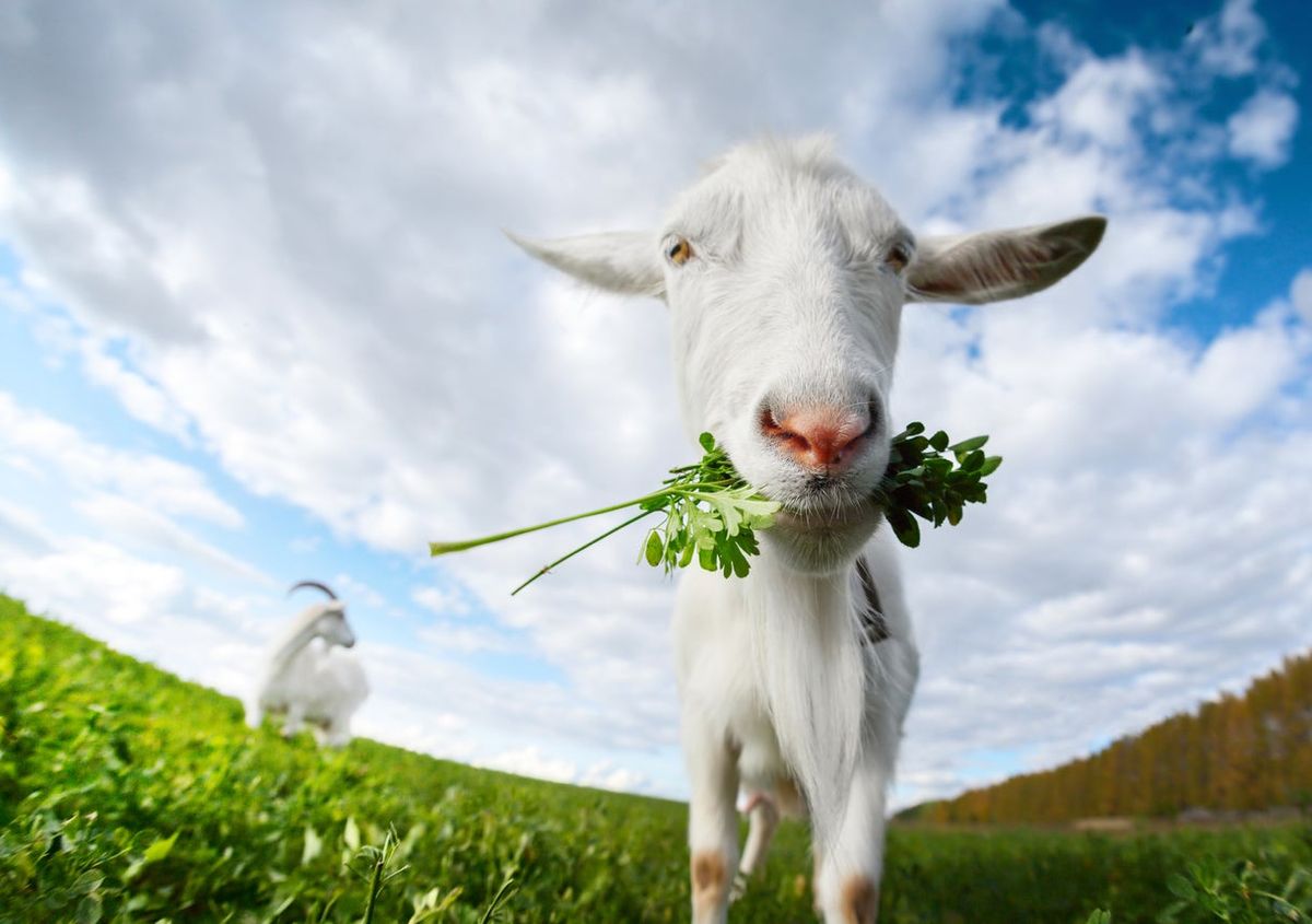 Plants Goats Can’t Eat Are Any Plants Poisonous To Goats Gardening