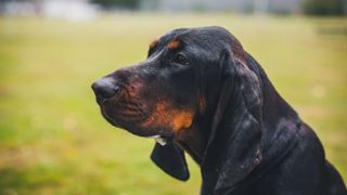 Black and Tan coonhound