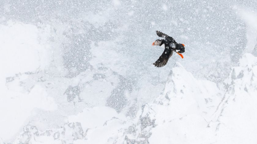 A puffin with a bright orange beak and feet soars through the snowy sky, wings extended wide. The wintery backdrop adds a serene and chilly atmosphere
