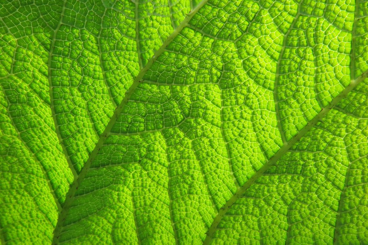 A gunnera plant photographed in close-up by Tracy Calder