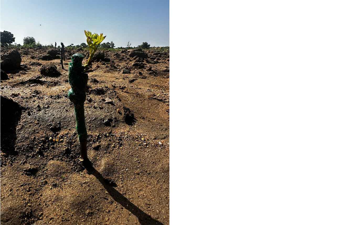 New vine in vineyard