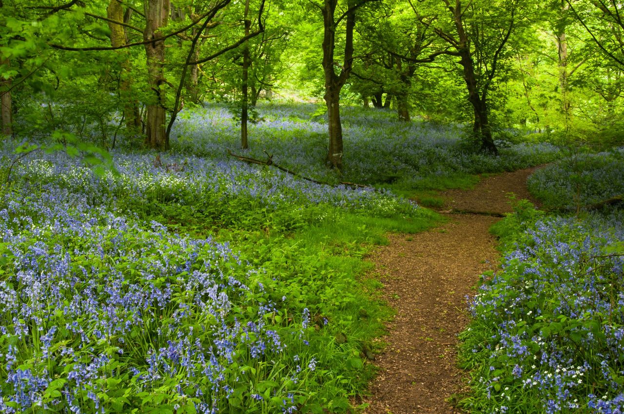 A wide path through a carpet of flowering bluebells within the ancient woods at Badby in Northamptonshire.