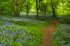 A wide path through a carpet of flowering bluebells within the ancient woods at Badby in Northamptonshire.