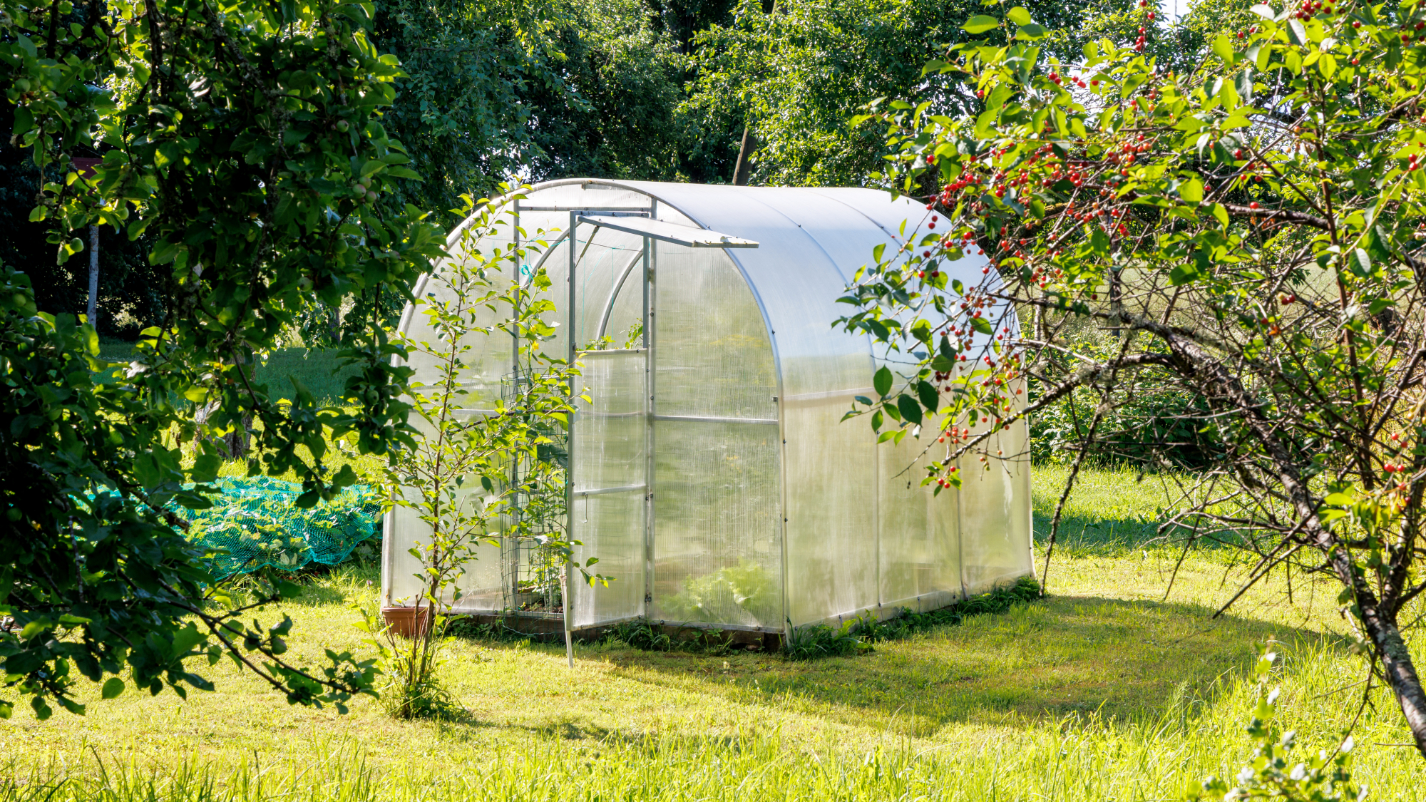 greenhouse in yard