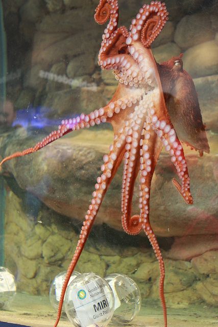 The National Zoo&#039;s new Giant Pacific octopus, saying hello to the crowd during its naming ceremony. 