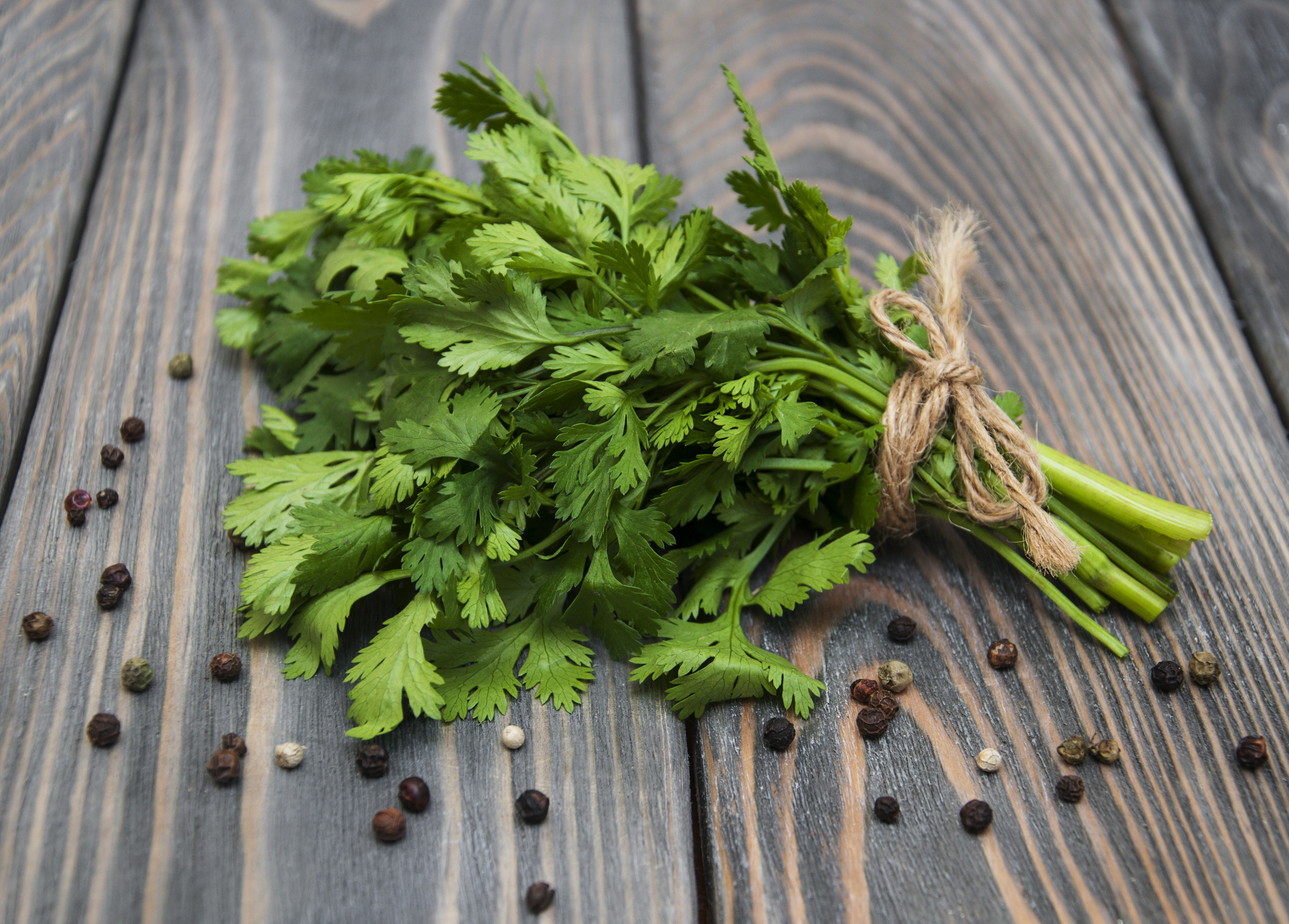 Fresh green coriander on a wooden background.