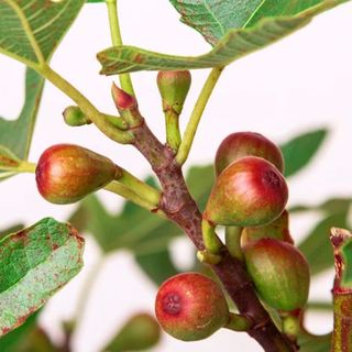 Small fruit trees