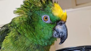 Pipi, the author's parrot