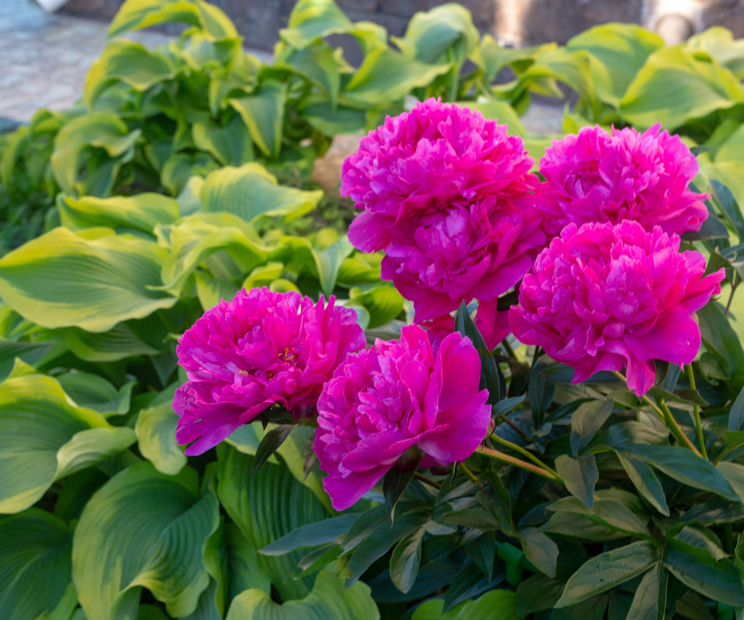 pink peony and lime green hostas in garden bed