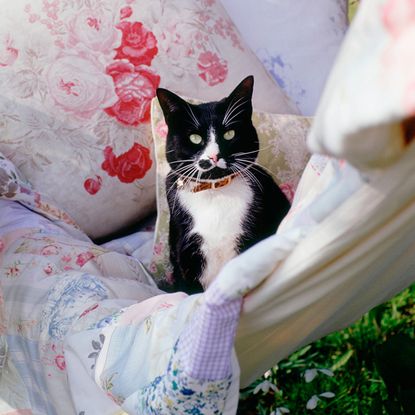 blanket with cushion and cat