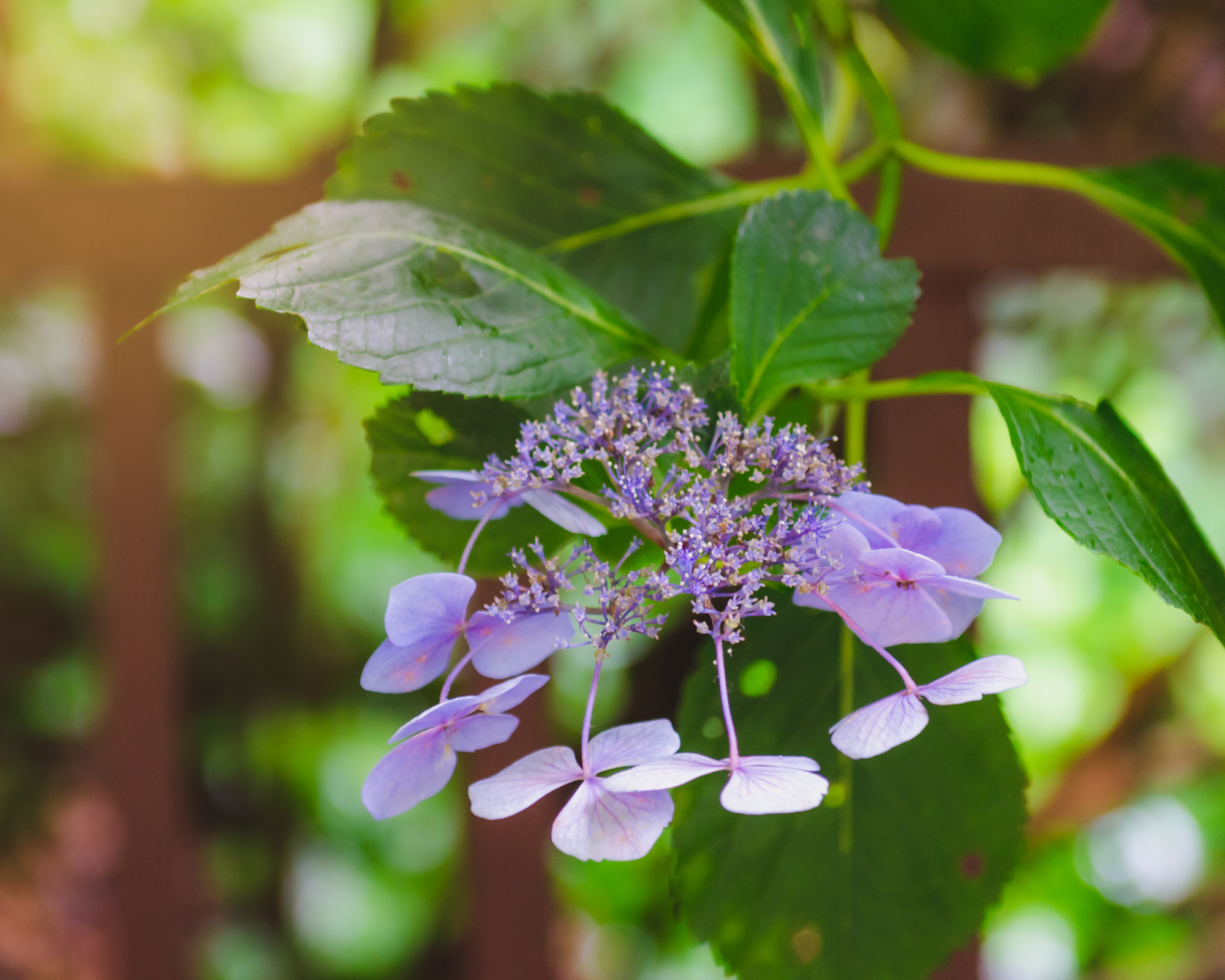 Blue bird mountain hydrangea serrata