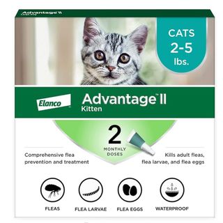 Most effective flea treatment for cats uk hotsell